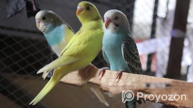 Semi-adult budgerigar per piece