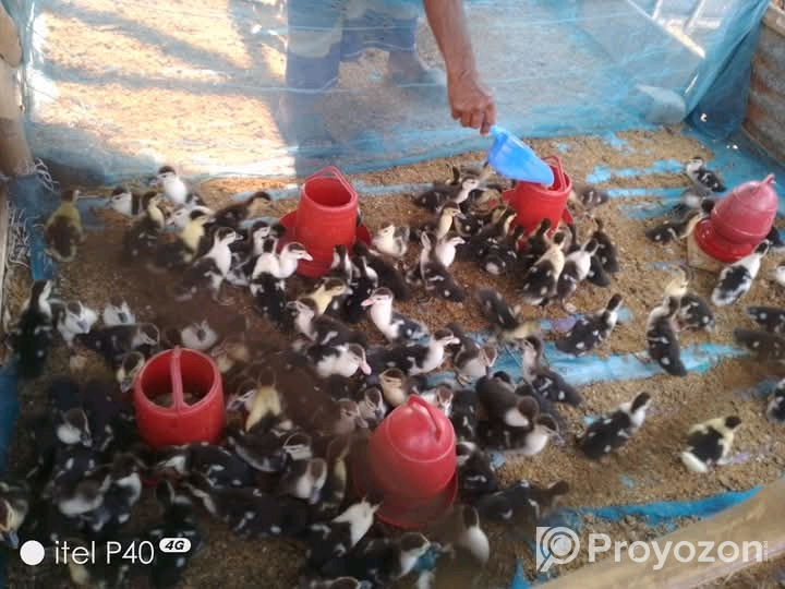 চিনা হাঁসের বাচ্চা বিক্রি করা হবে।