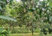 খুচরা ও পাইকারি দামে আম অর্ডার নেওয়া হয়।