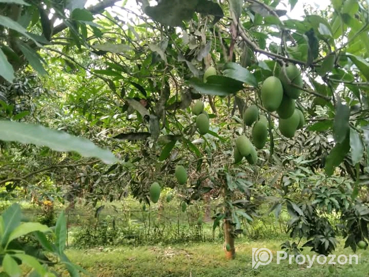 খুচরা ও পাইকারি দামে আম অর্ডার নেওয়া হয়।