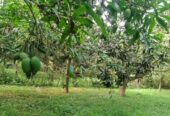 খুচরা ও পাইকারি দামে আম অর্ডার নেওয়া হয়।