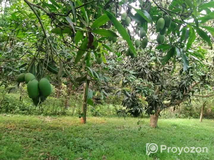 খুচরা ও পাইকারি দামে আম অর্ডার নেওয়া হয়।