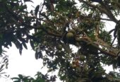 খুচরা ও পাইকারি দামে আম অর্ডার নেওয়া হয়।