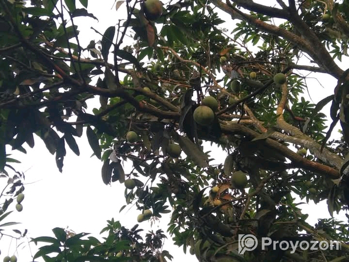 খুচরা ও পাইকারি দামে আম অর্ডার নেওয়া হয়।