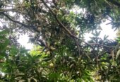 খুচরা ও পাইকারি দামে আম অর্ডার নেওয়া হয়।