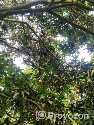 খুচরা ও পাইকারি দামে আম অর্ডার নেওয়া হয়।