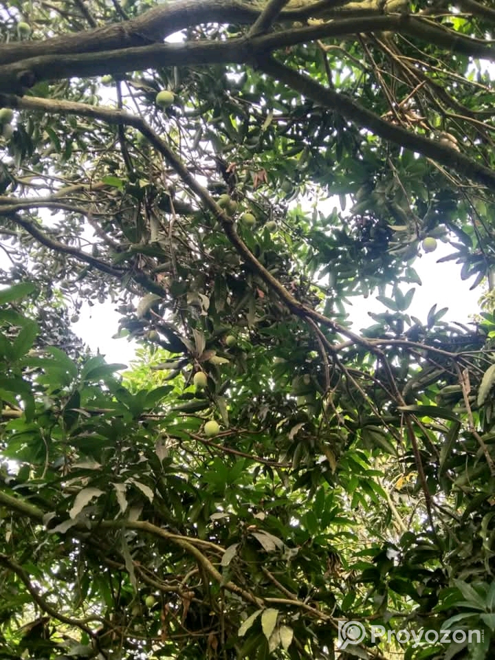 খুচরা ও পাইকারি দামে আম অর্ডার নেওয়া হয়।