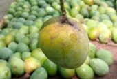 পাকা গোপালভোগ ও গোবিন্দভোগ আম বিক্রি করা হবে।