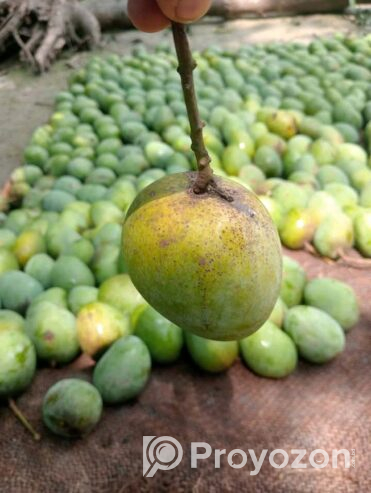 পাকা গোপালভোগ ও গোবিন্দভোগ আম বিক্রি করা হবে।