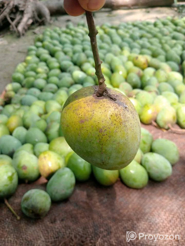 পাকা গোপালভোগ ও গোবিন্দভোগ আম বিক্রি করা হবে।