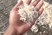 শুঁটকি মাছ অর্ডার নেওয়া হয়।