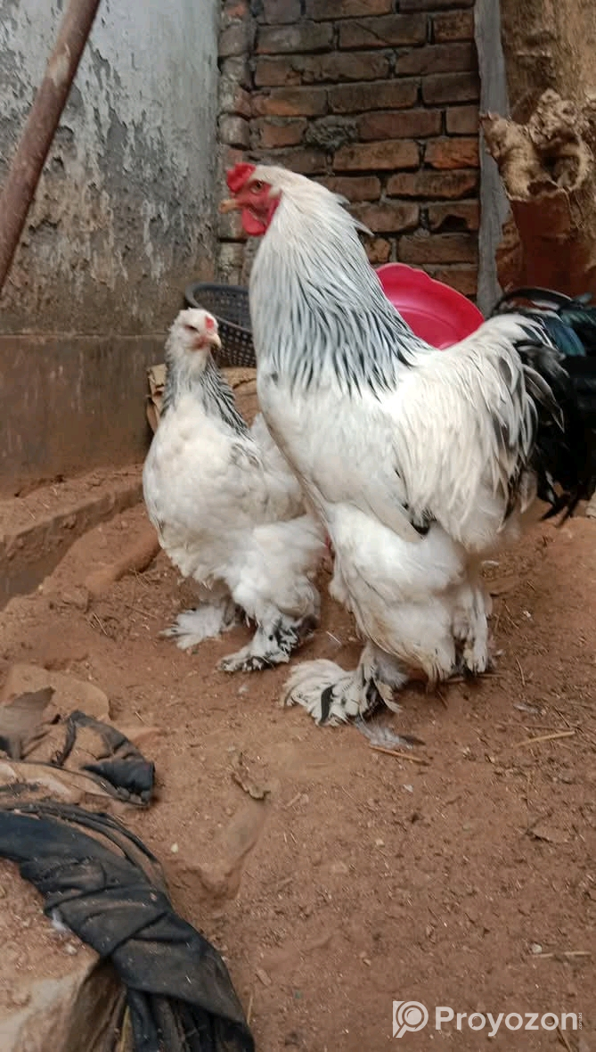 কাদাকনাথ মুরগির বীজ ডিম বিক্রয় করা হবে।