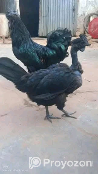 কাদাকনাথ মুরগির বীজ ডিম বিক্রয় করা হবে।