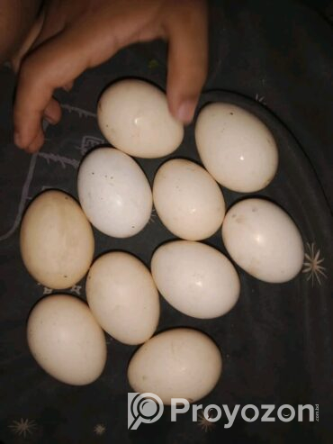 কাদাকনাথ মুরগির বীজ ডিম বিক্রয় করা হবে।
