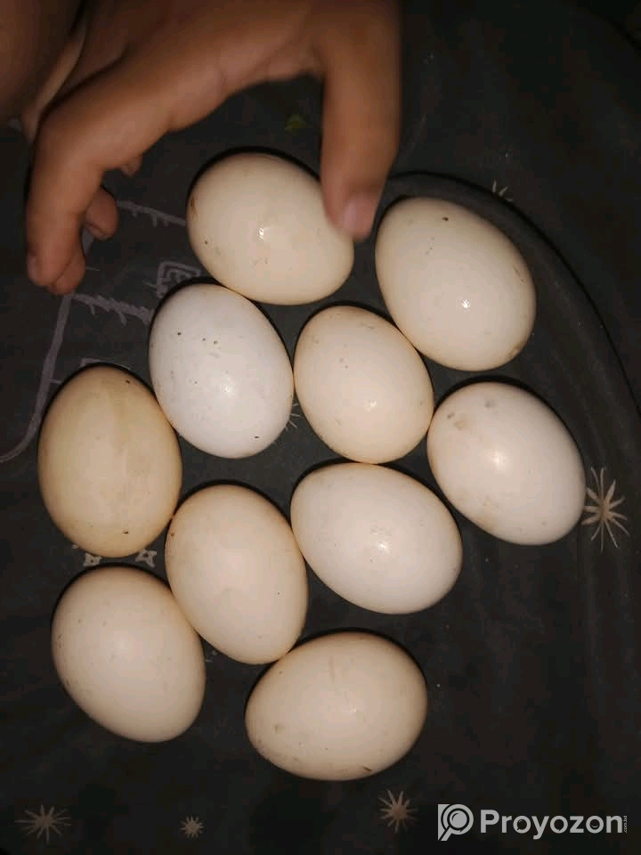 কাদাকনাথ মুরগির বীজ ডিম বিক্রয় করা হবে।
