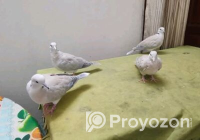 1000016740