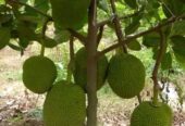 বারমাশি কাঁঠাল কলম চারা বিক্রি হবে