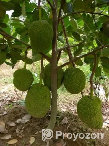 বারমাশি কাঁঠাল কলম চারা বিক্রি হবে