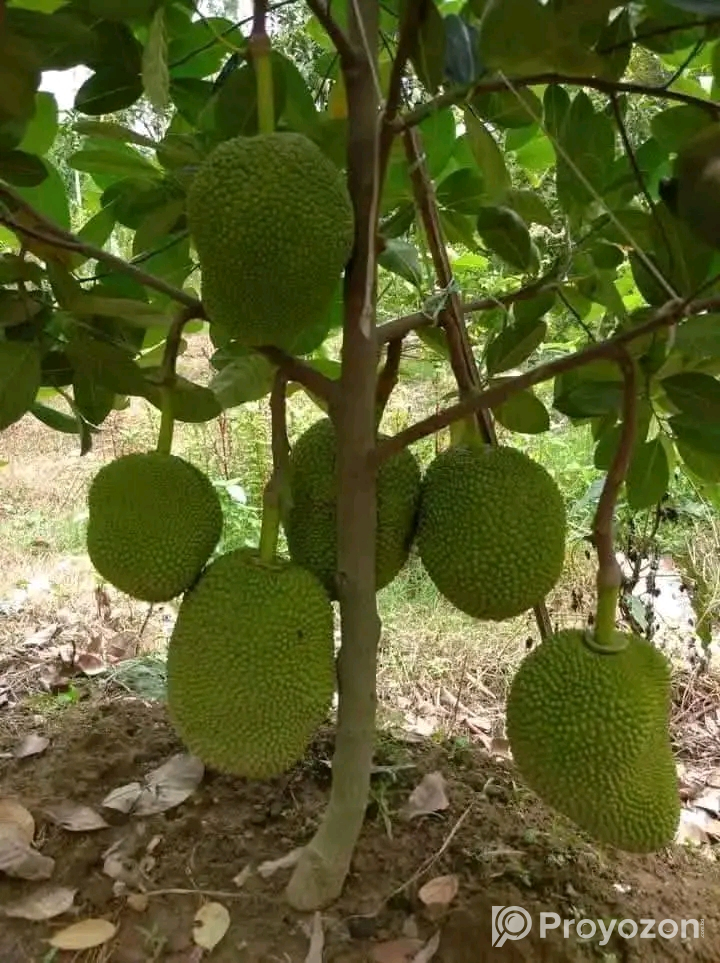 বারমাশি কাঁঠাল কলম চারা বিক্রি হবে