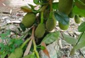 বারমাশি কাঁঠাল কলম চারা বিক্রি হবে