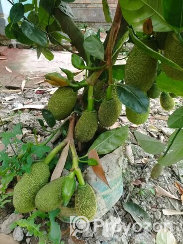 বারমাশি কাঁঠাল কলম চারা বিক্রি হবে