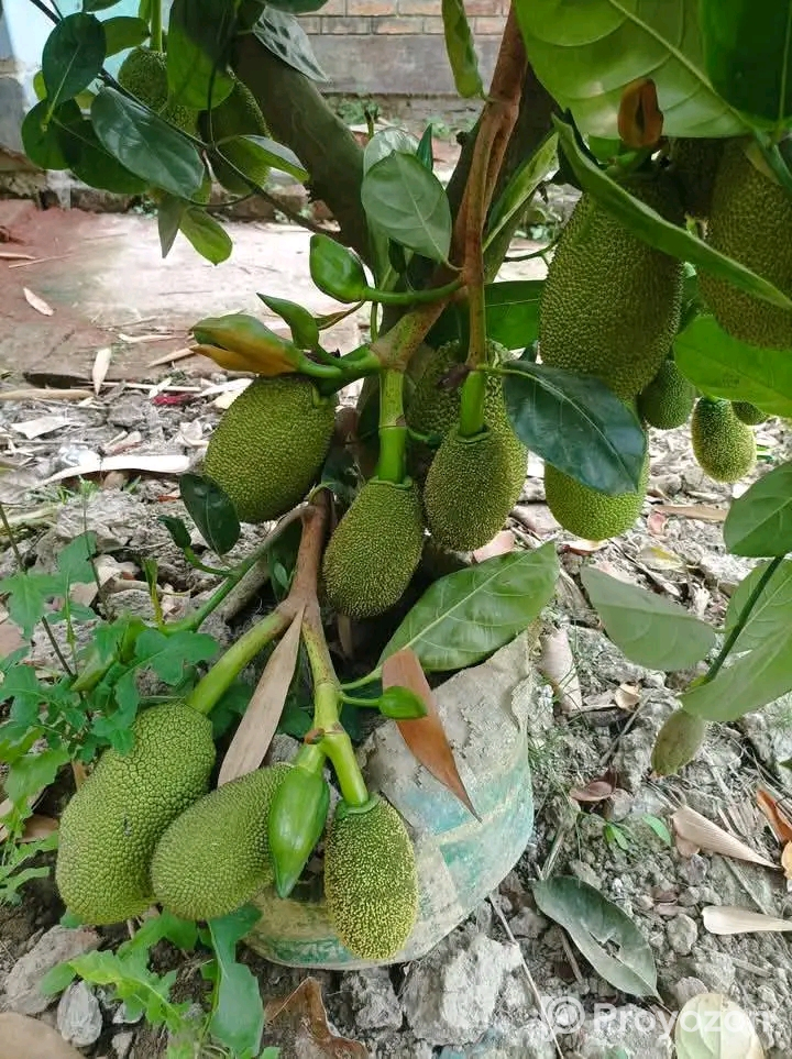 বারমাশি কাঁঠাল কলম চারা বিক্রি হবে