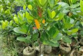 বারমাশি কাঁঠাল কলম চারা বিক্রি হবে