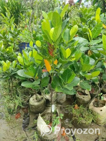 বারমাশি কাঁঠাল কলম চারা বিক্রি হবে