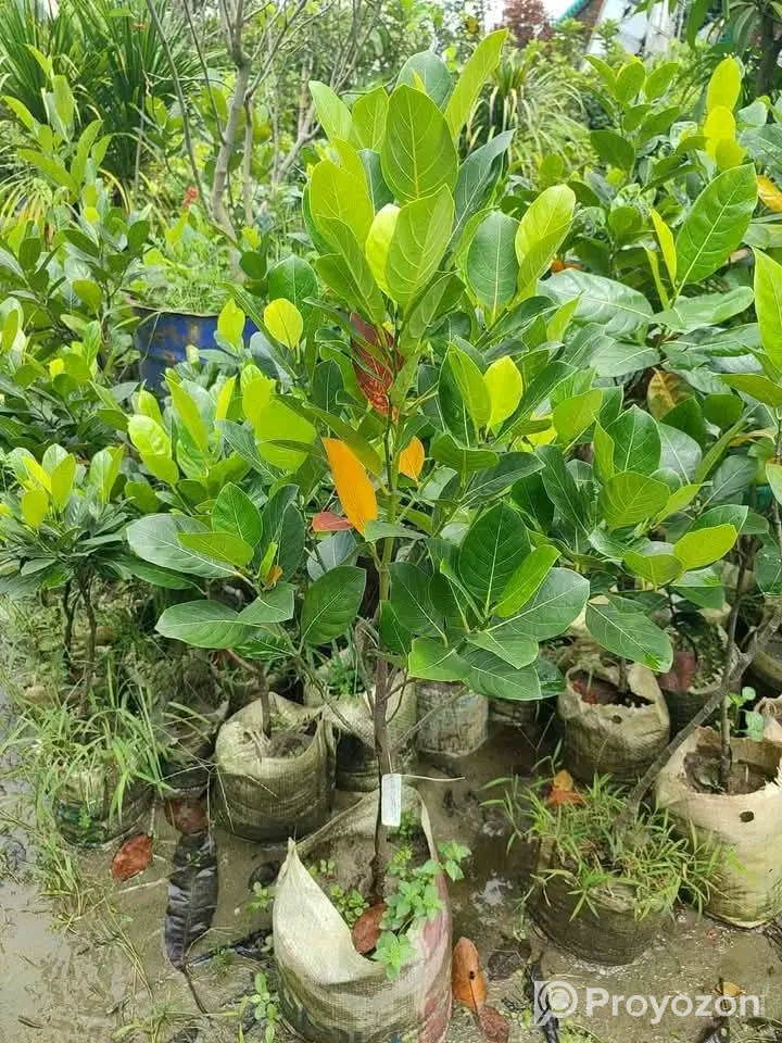 বারমাশি কাঁঠাল কলম চারা বিক্রি হবে