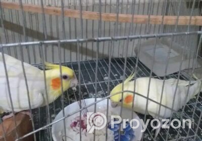 1748088715530