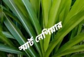 জার্মান হোয়াইট হাইব্রিড ঘাসের ২ গিঁটের কাট বিক্রি হবে