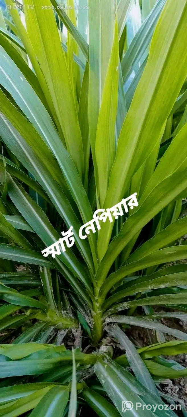 জার্মান হোয়াইট হাইব্রিড ঘাসের ২ গিঁটের কাট বিক্রি হবে