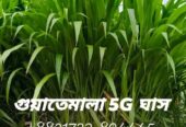 জার্মান হোয়াইট হাইব্রিড ঘাসের ২ গিঁটের কাট বিক্রি হবে