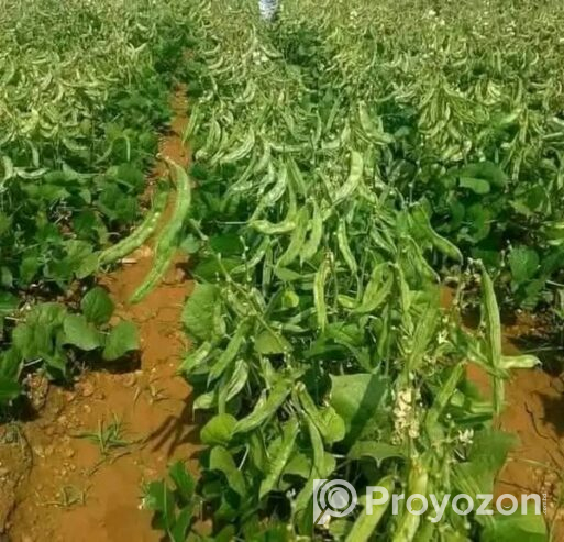 কেরালা সিম ১২ মাসি .বিক্রি করা হবে