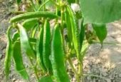 কেরালা সিম ১২ মাসি .বিক্রি করা হবে