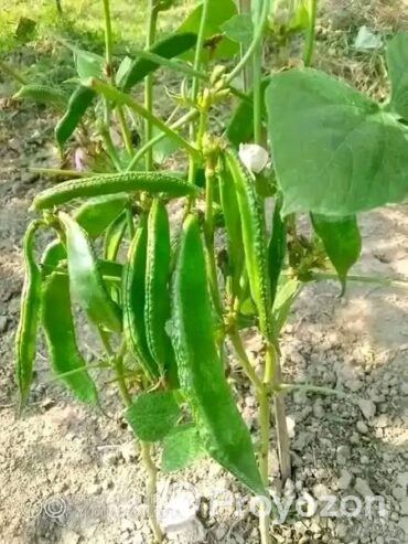 কেরালা সিম ১২ মাসি .বিক্রি করা হবে