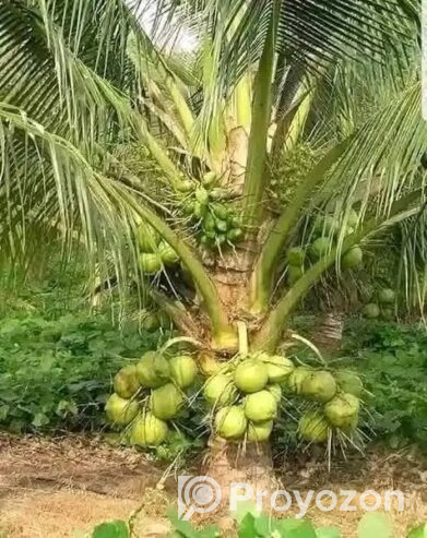 ভিয়েতনামি খাটো জাতের নারিকেল গাছ