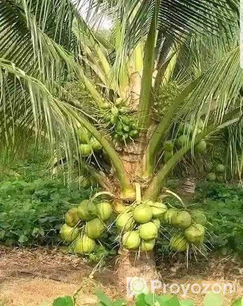 ভিয়েতনামি খাটো জাতের নারিকেল গাছ