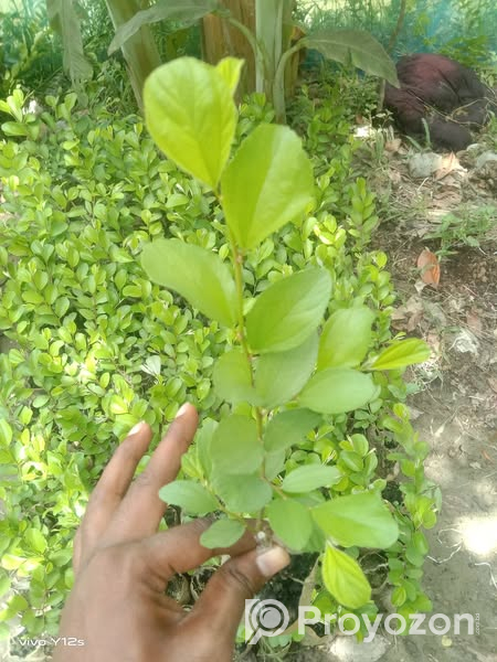 কুলের কলমী চারা বিক্রি করা হবে