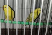 Lutino budgerigar