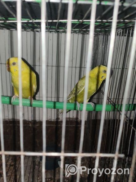 Lutino budgerigar