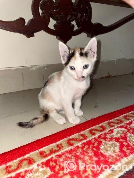 Cute Cat Sell Post