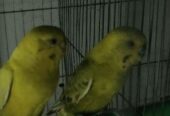 Lutino budgerigar
