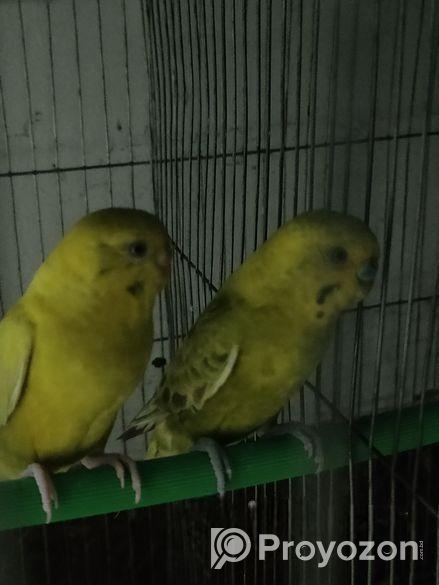 Lutino budgerigar
