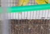 Budgerigars pakhi sell hobe