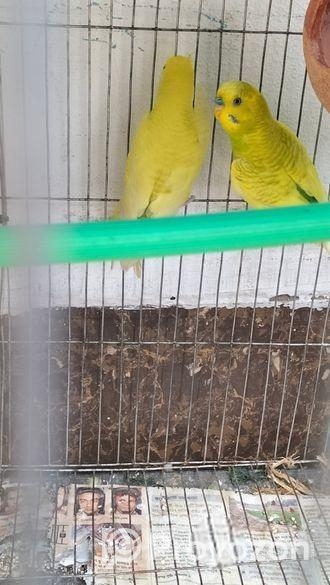 Budgerigars pakhi sell hobe