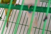 Budgerigars pakhi sell hobe