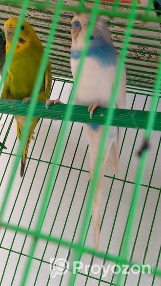 Budgerigars pakhi sell hobe