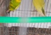 Budgerigars pakhi sell hobe