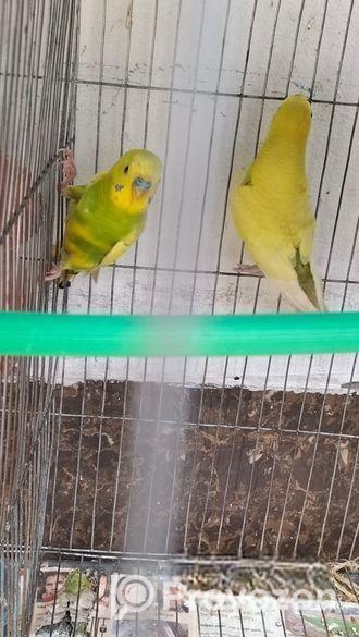 Budgerigars pakhi sell hobe